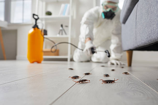 Affordable Termite Control solutions in Surrey, ND